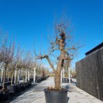 Saint Rémy Nr. 130.1