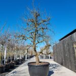 Triomphe de Vienne Nr. 140.3