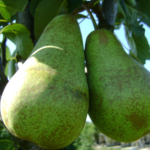 Triomphe de Vienne Nr. 140.1